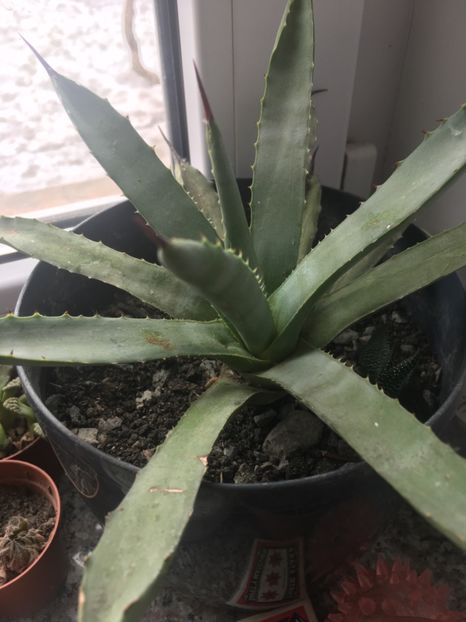  - Colectia mea de agave