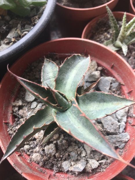  - Colectia mea de agave