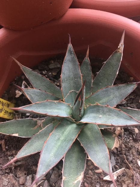  - Colectia mea de agave