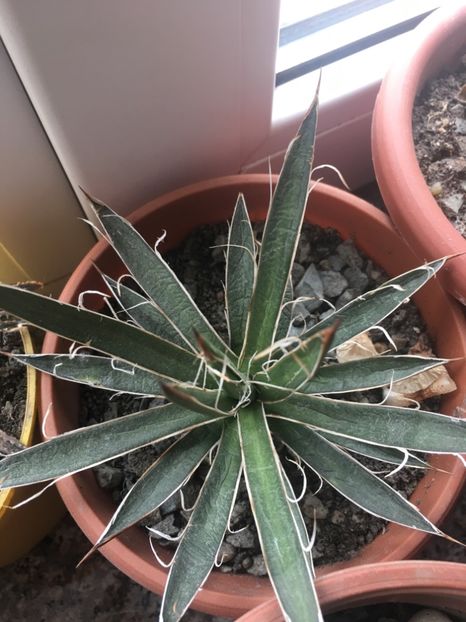  - Colectia mea de agave