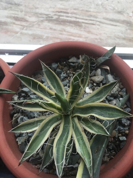  - Colectia mea de agave