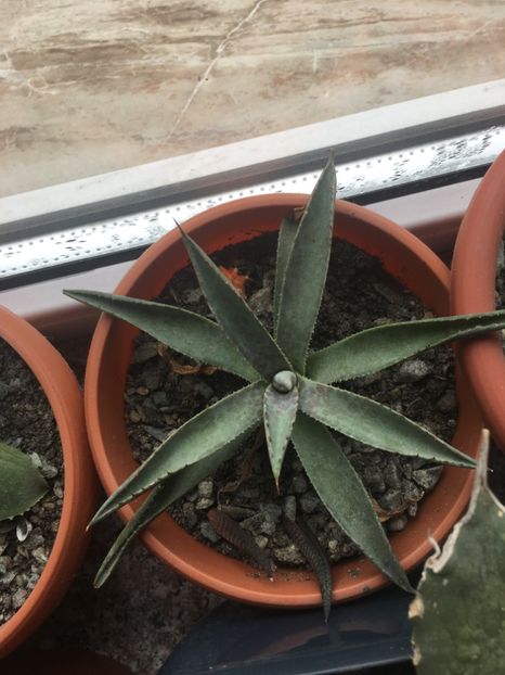  - Colectia mea de agave