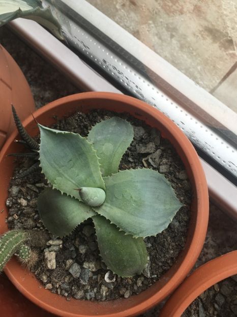  - Colectia mea de agave