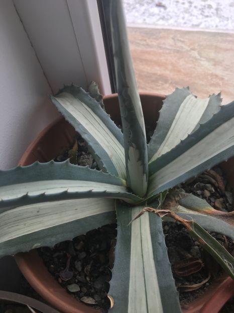  - Colectia mea de agave
