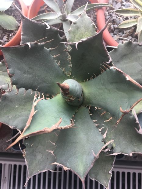Planta mama titanoa - Agave 2017