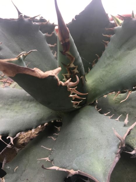  - Colectia mea de agave
