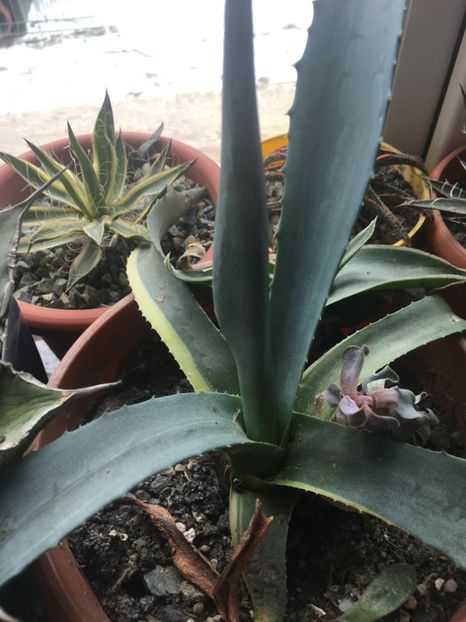  - Colectia mea de agave