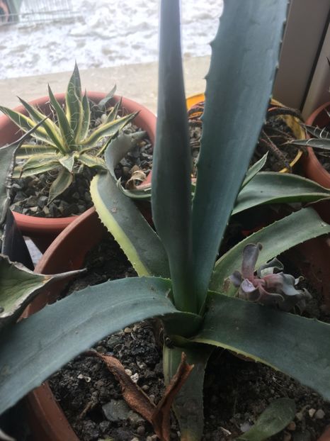  - Colectia mea de agave