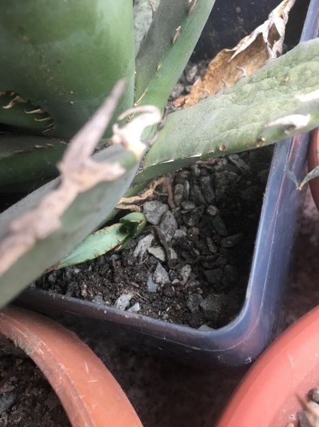  - Colectia mea de agave