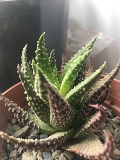  - haworthia