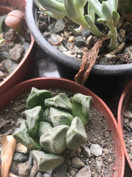  - haworthia
