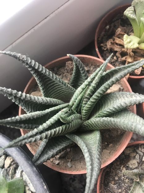  - haworthia