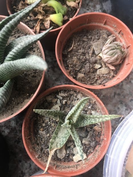  - haworthia