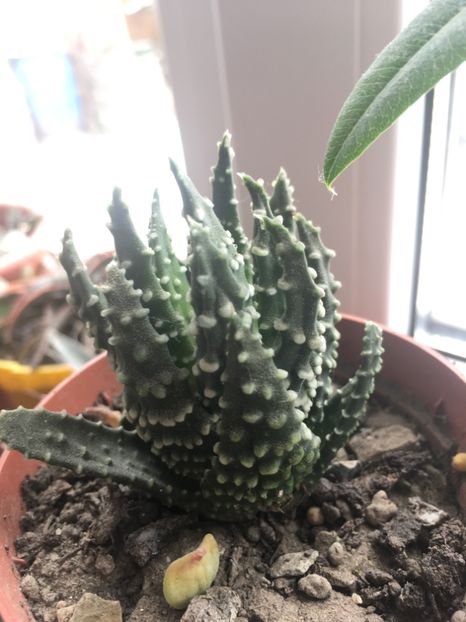  - haworthia