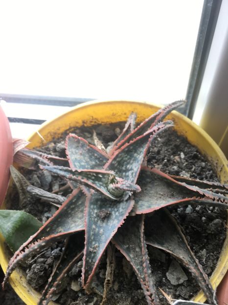  - Aloe