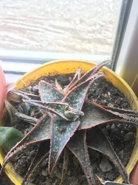  - Aloe