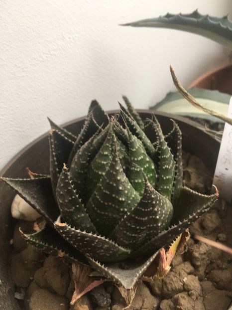  - Aloe