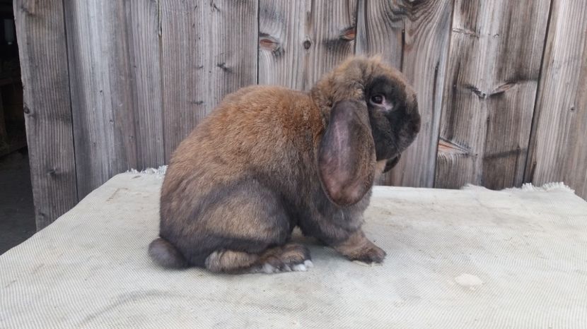  - Cuib nr 3 din 15 03 2017