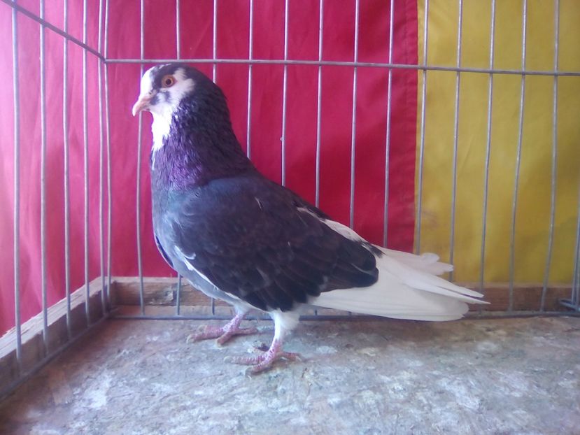 MASCUL - ROLLER DE BIRMINGHAM