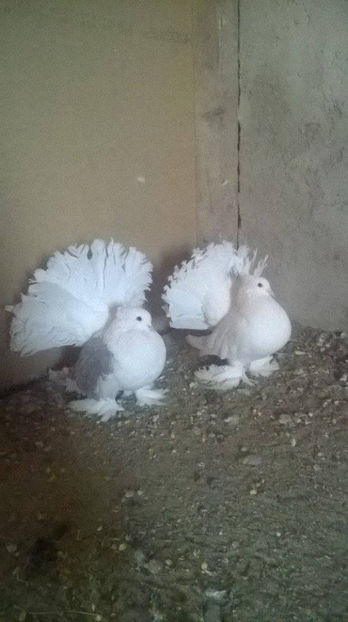  - Voltati indieni diferite culori matc             2017