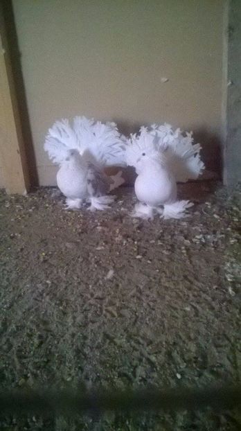  - VOLTATI INDIENI DIVERSE CULORI MATCA PENTRU 2017