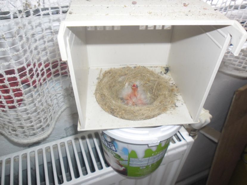 SAM_0074 - CANARI MALINOIS 2017