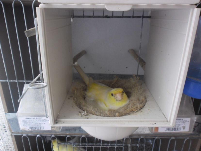 SAM_0081 - CANARI MALINOIS 2017