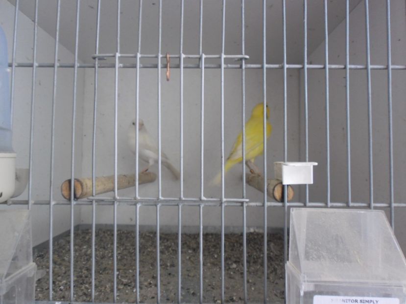 SAM_0088 - CANARI MALINOIS 2017