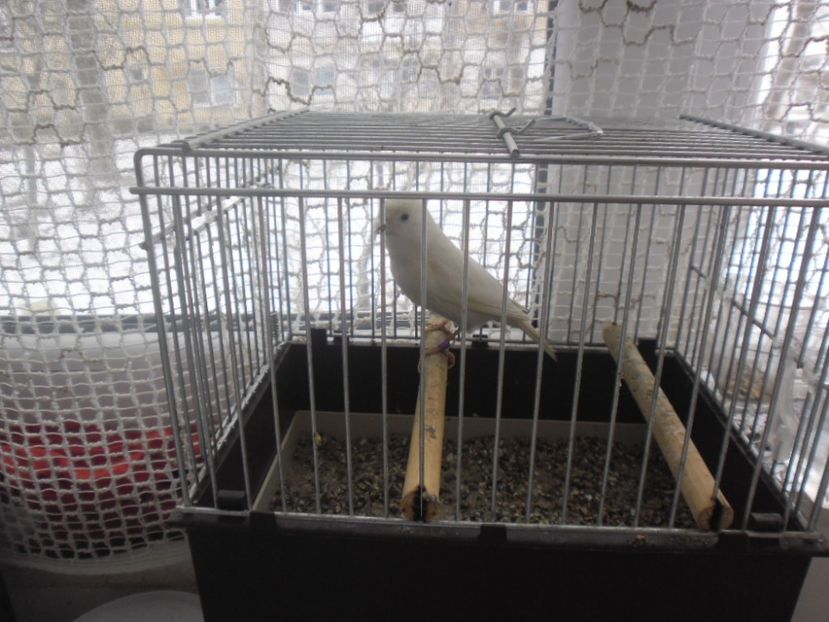 SAM_0090 - CANARI MALINOIS 2017