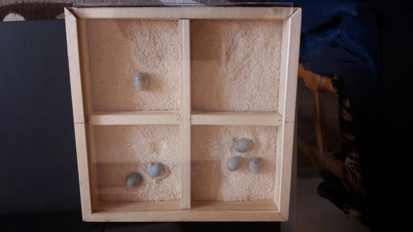  - CANARI MALINOIS 2017