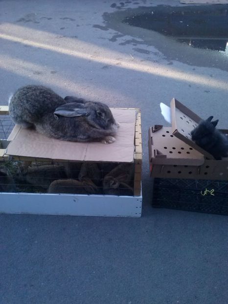 CAM01718 - cutie iepuri