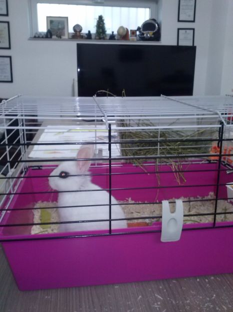 CAM01722 - cutie iepuri