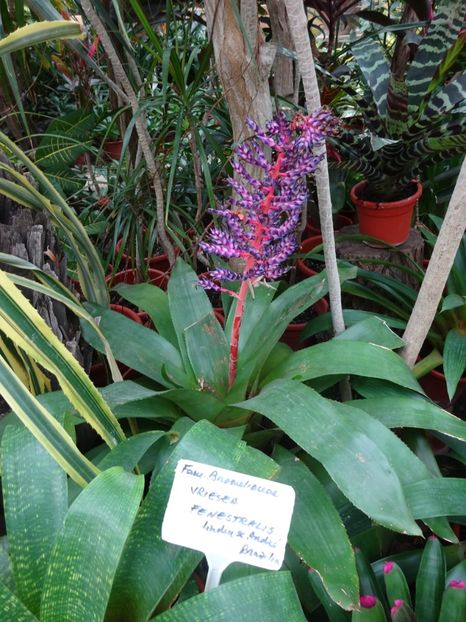  - Gradina Botanica feb 2017