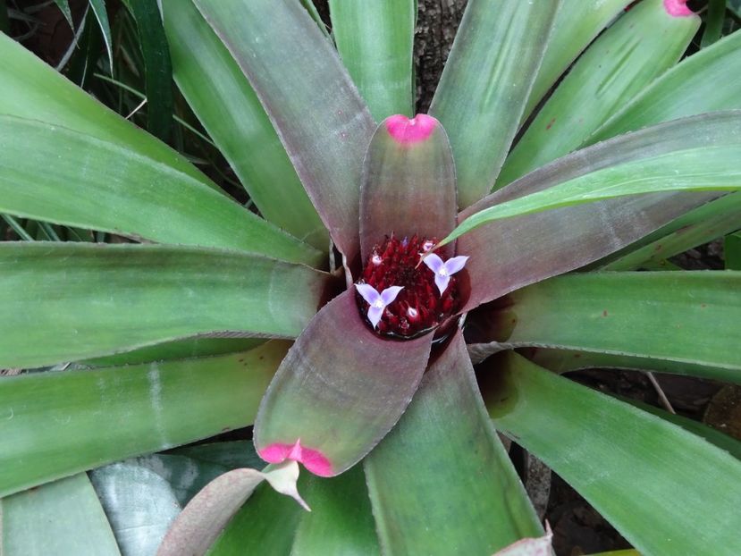  - Gradina Botanica feb 2017