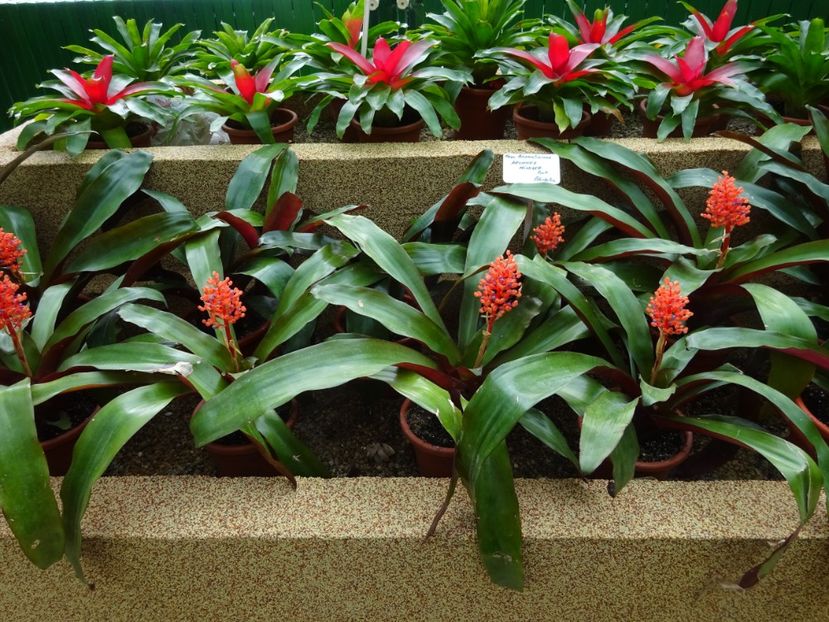  - Gradina Botanica feb 2017