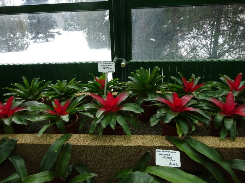  - Gradina Botanica feb 2017