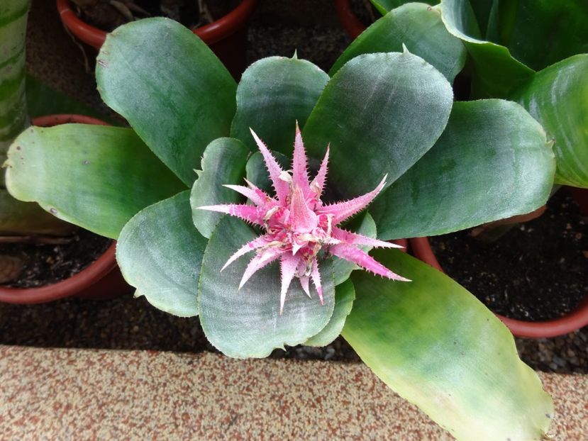  - Gradina Botanica feb 2017