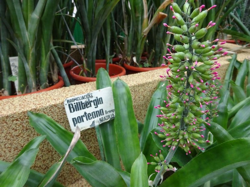  - Gradina Botanica feb 2017