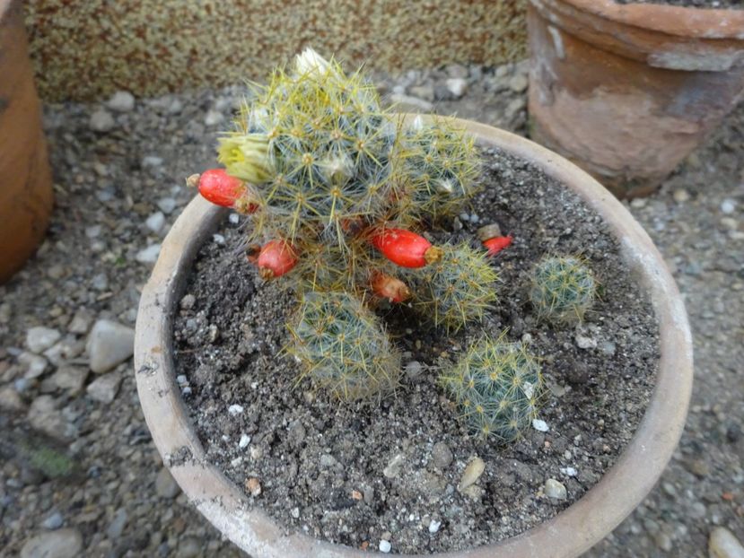  - Gradina Botanica feb 2017