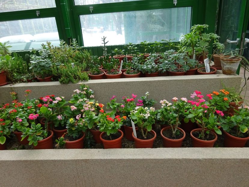  - Gradina Botanica feb 2017