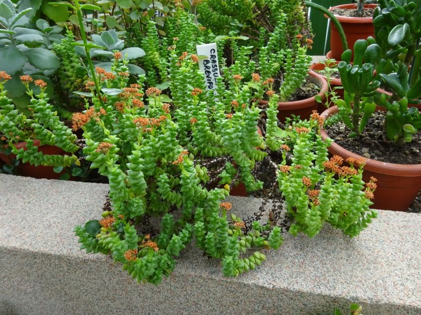  - Gradina Botanica feb 2017