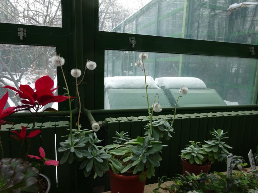  - Gradina Botanica feb 2017