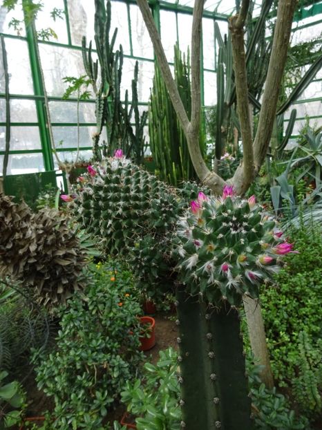  - Gradina Botanica feb 2017