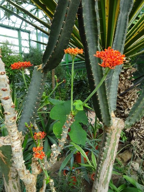  - Gradina Botanica feb 2017