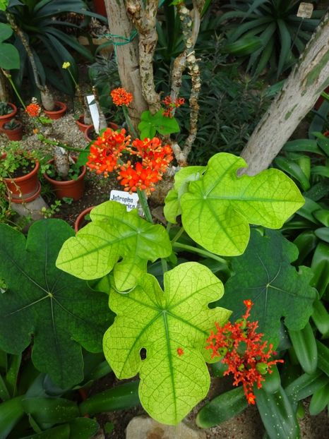  - Gradina Botanica feb 2017