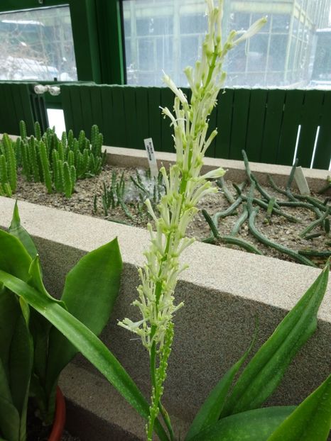  - Gradina Botanica feb 2017