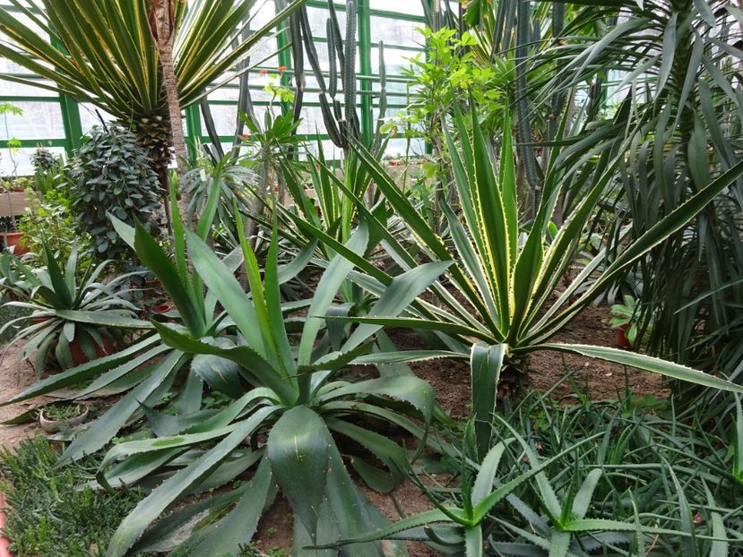  - Gradina Botanica feb 2017