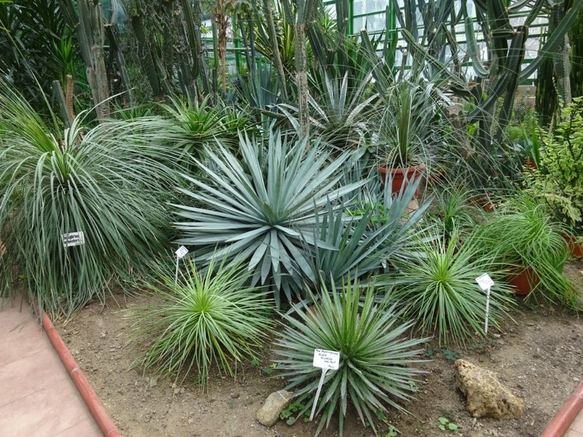  - Gradina Botanica feb 2017