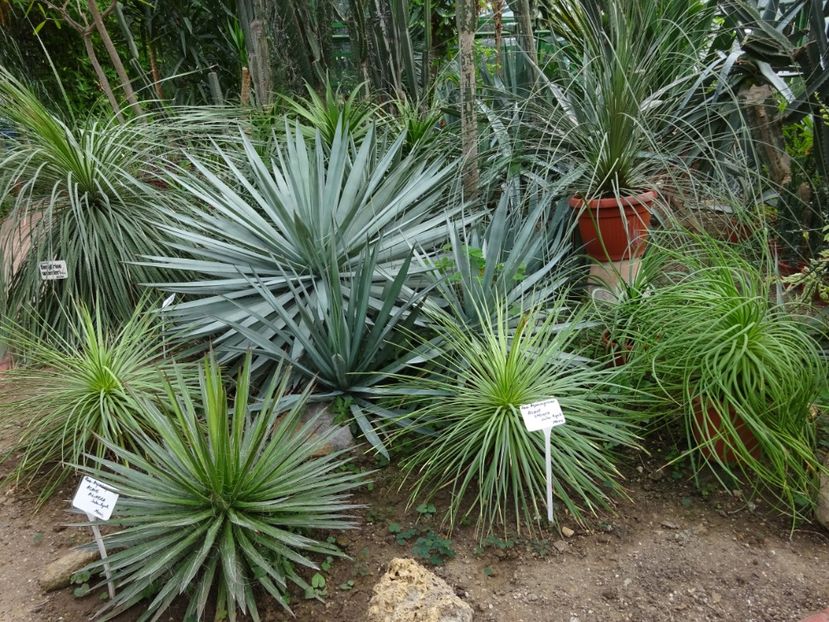  - Gradina Botanica feb 2017