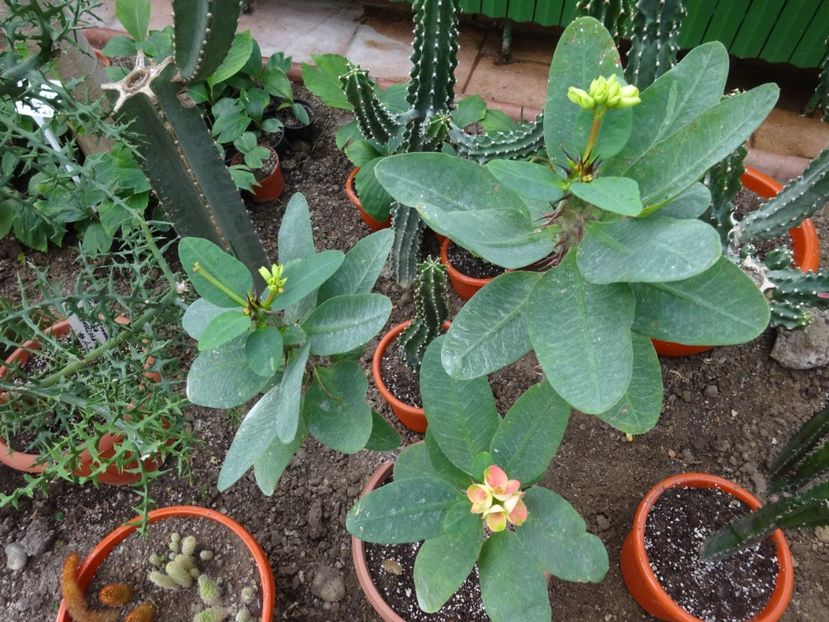  - Gradina Botanica feb 2017